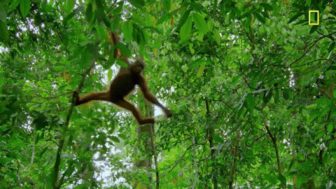 monkey-branching